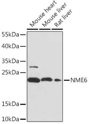 Western Blot: NME6 AntibodyAzide and BSA Free [NBP2-93423]